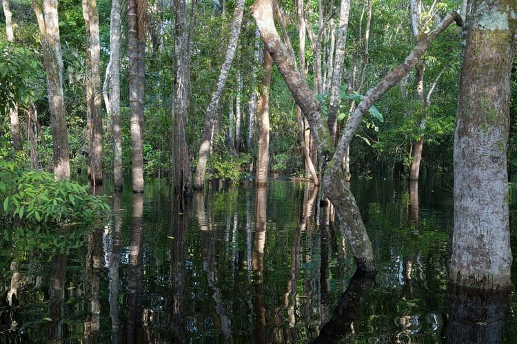 Rio Negro (da Amazônia)