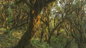 UM ENIGMA NAS FLORESTAS NEBULOSAS DA SERRA CATARINENSE