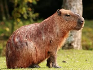 CAPIVARAS AJUDAM A PRESERVAR O LAGO PARANOÁ