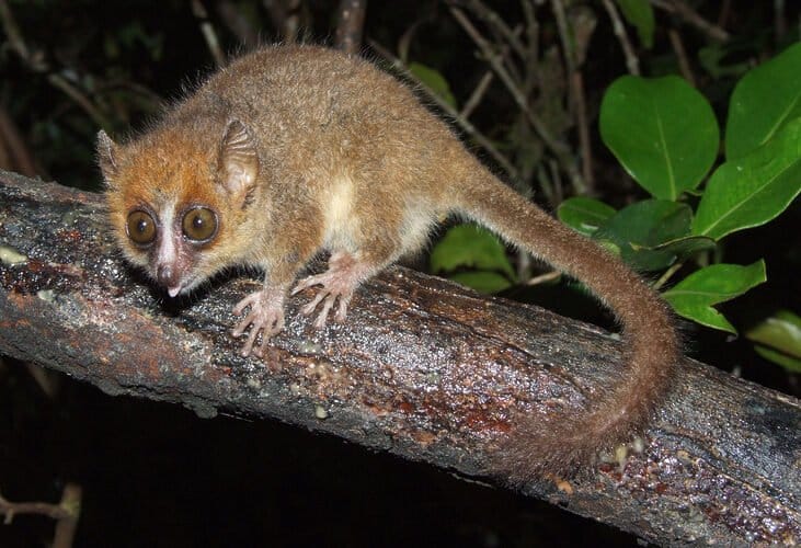 OS 10 ANIMAIS MAIS RAROS DO MUNDO