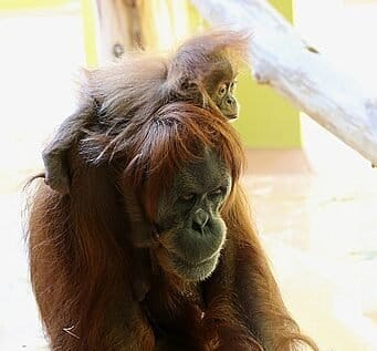 OS 10 ANIMAIS MAIS RAROS DO MUNDO