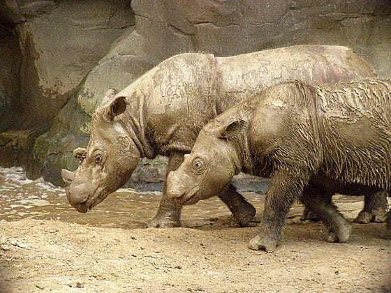 OS DEZ ANIMAIS MAIS RAROS DO MUNDO 